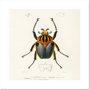 Goliathus cacicus illustrated by Charles Dessalines D' Orbigny (1806-1876 Posters and Art